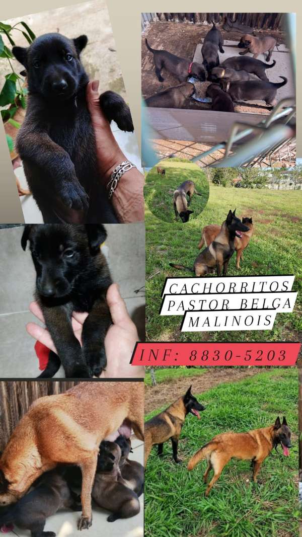 Pastor belga malinois