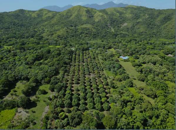 Venta de finca productiva de mango en Turrubares con fácil acceso y vista a las montañas