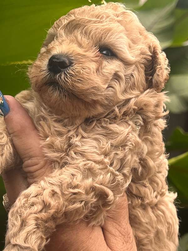 French poodle macho apricot 