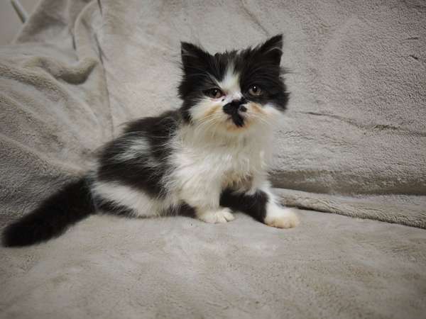 Gatos Persa en venta