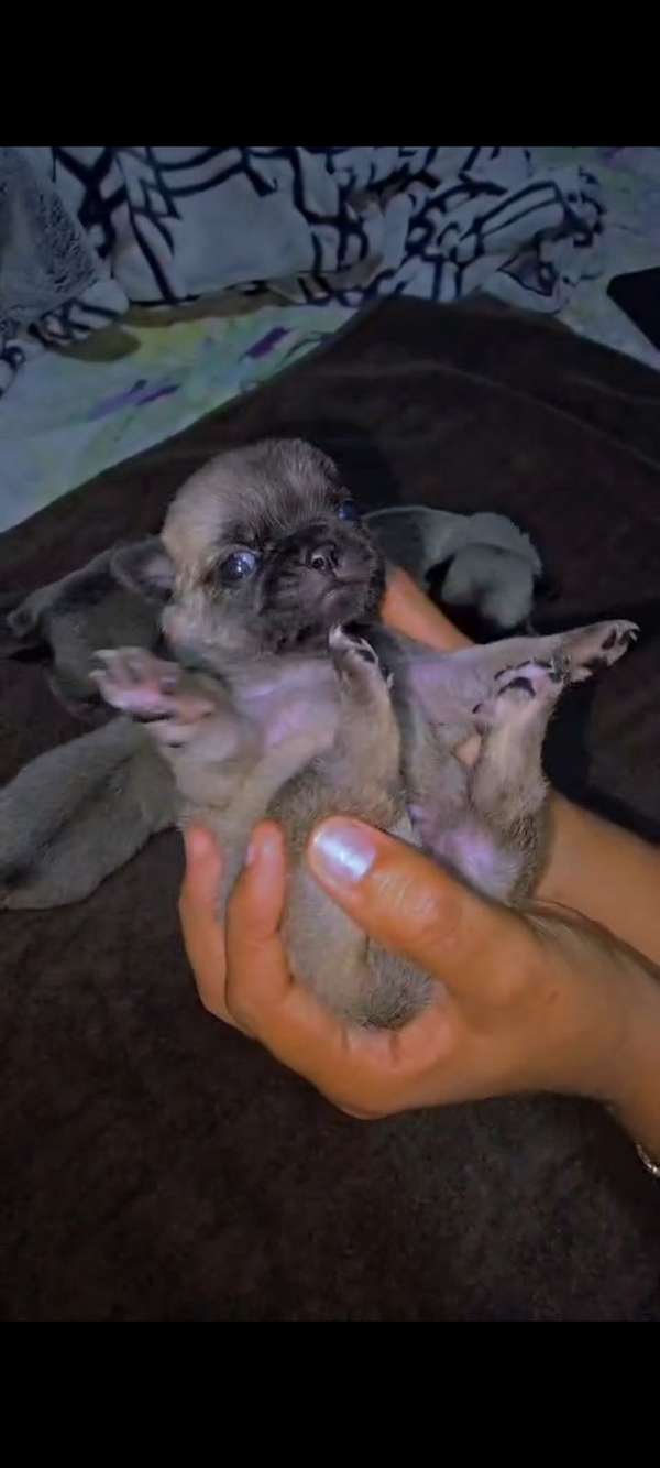 Cachorros Pug hembras y machos 