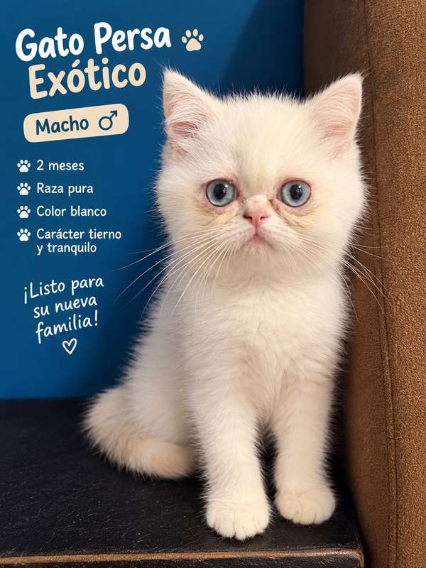 Gato persa exótico