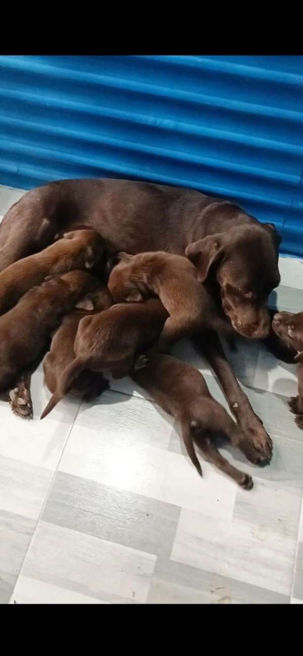 Labrador retriever chocolate 100% puros padre y madre Se entregan con dos meses dos vacunas cuatro desparasitadas vacu.