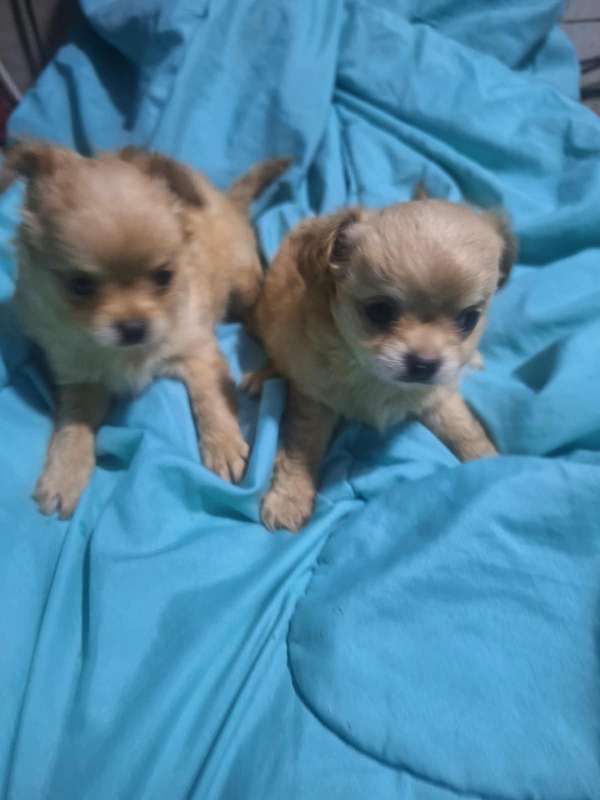 Chihuahua macho pelo largo 