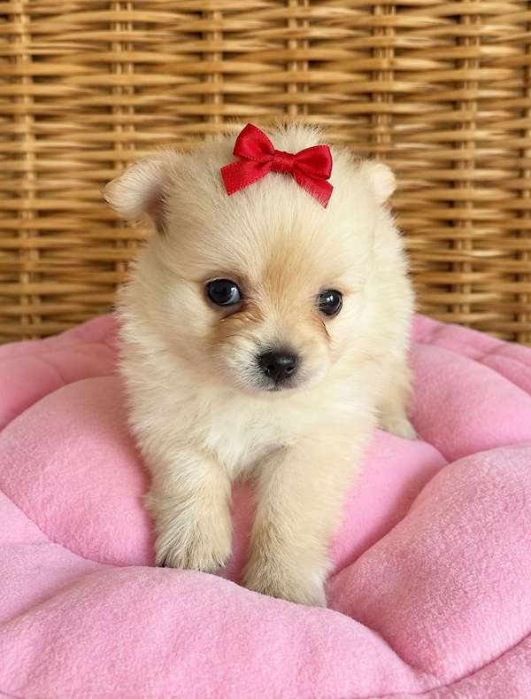 Hembra chihuahua 