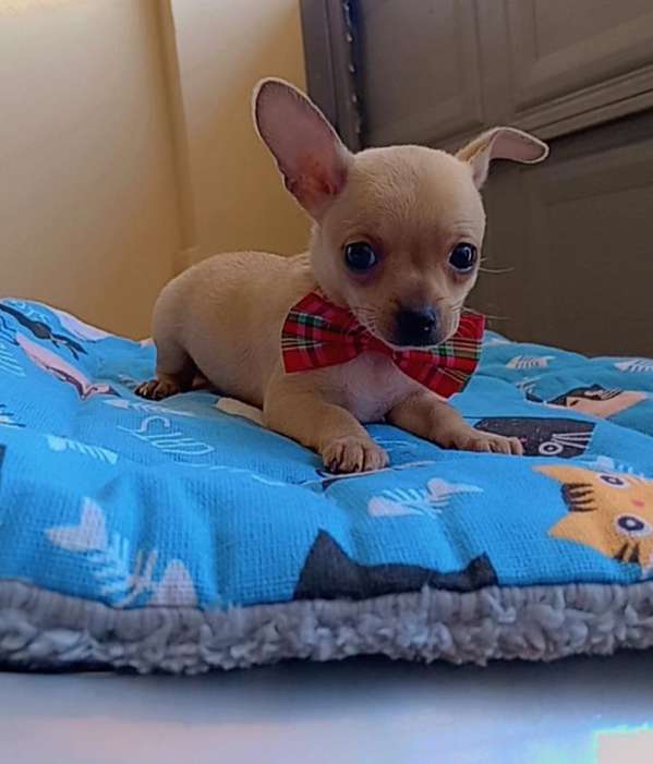 Cachorrito Mini Chihuahua 