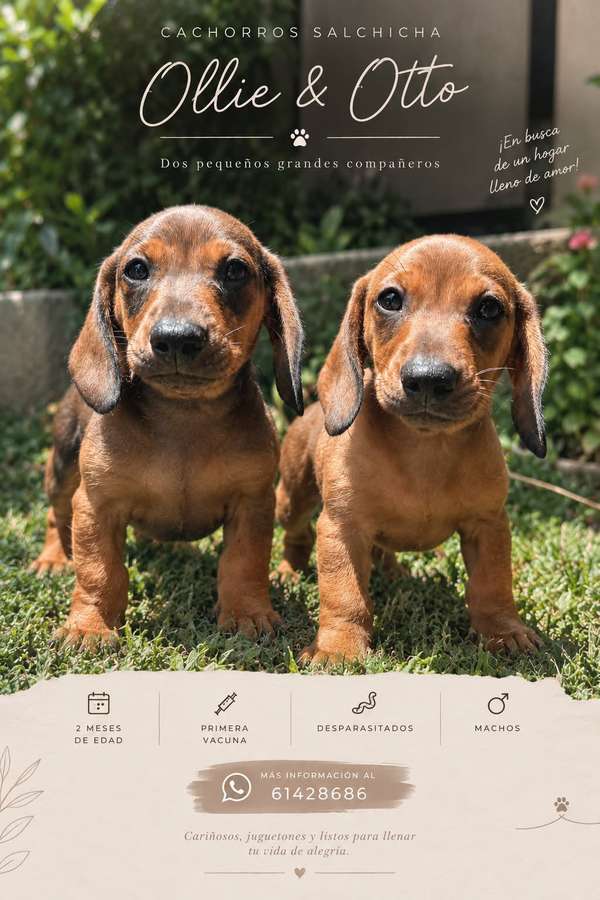 Cachorros Salchichas Machos