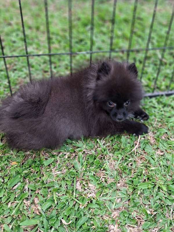 Vendo cachorritos pomerania