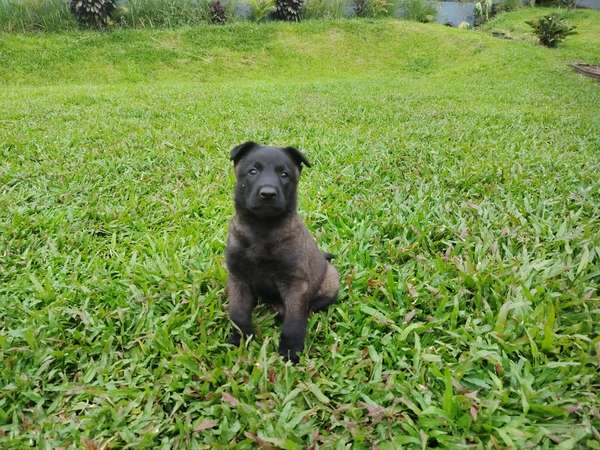 Pastor Belga Malinois