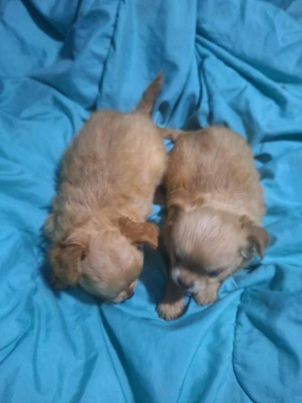Chihuahua macho pelo largo 