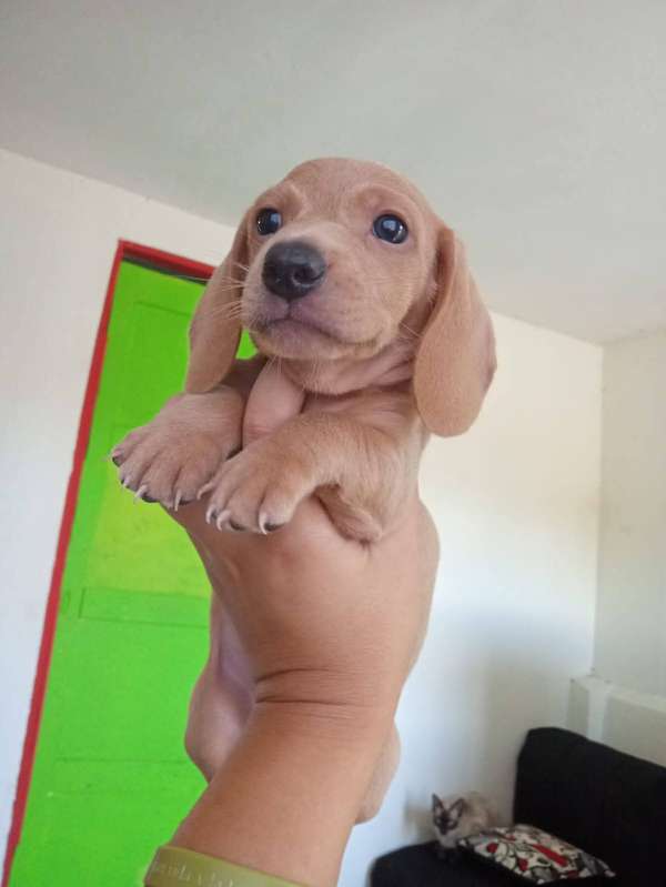 Perritos salchichas 