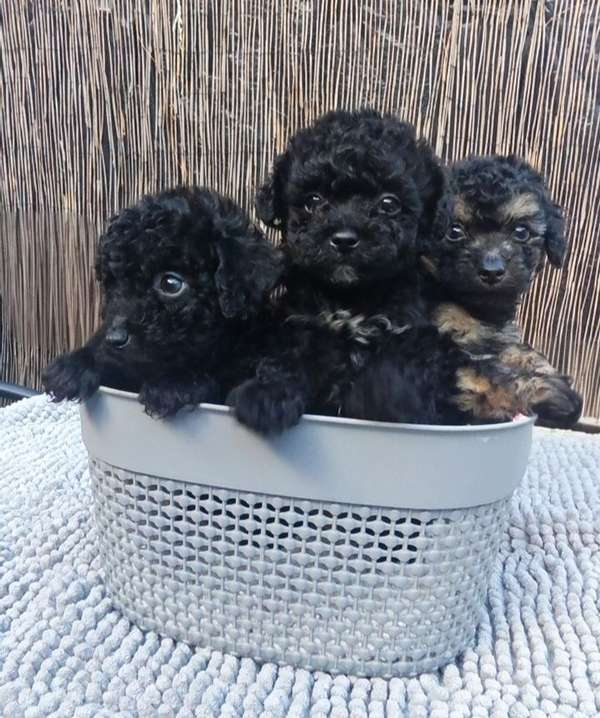 French poodle tacitas hembras 