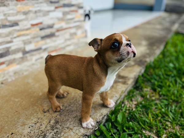 Boston Terrier Macho