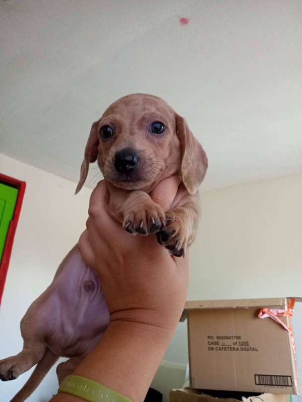 Vendí perros salchichas 