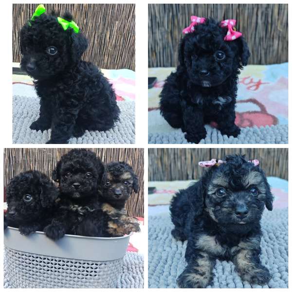 Hermosas french poodle tacitas 