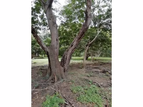 LOT IN BAHIA SALINAS