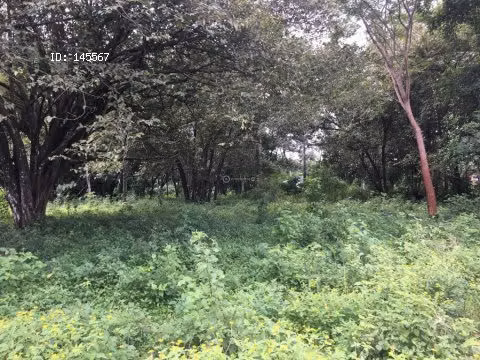 LAND FOR SALE IN PUNTARENAS, MIRAMAR.