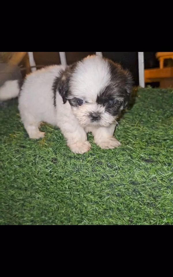 Shihtzu toy hembra super pequeñita