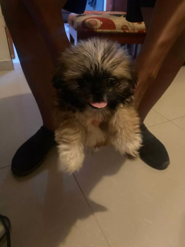 Shihtzu con Poodle hembra
