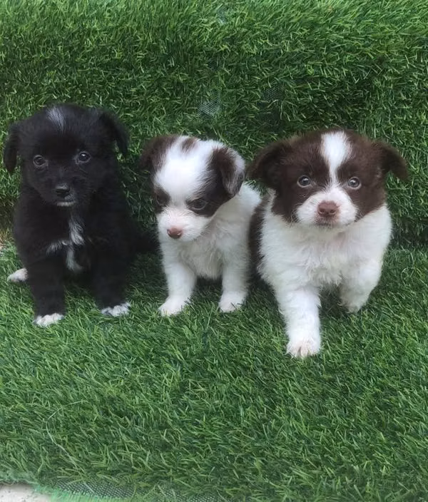 Chihuahua con pomerania