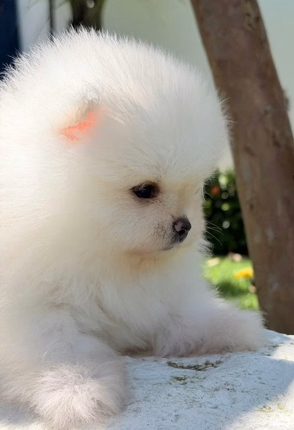 Una pequeña joya blanca nacida para enamorar
