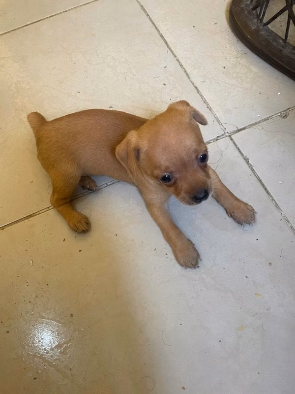 Venta de 2 cachorros chihuahuas No.2, una hembra y un varón