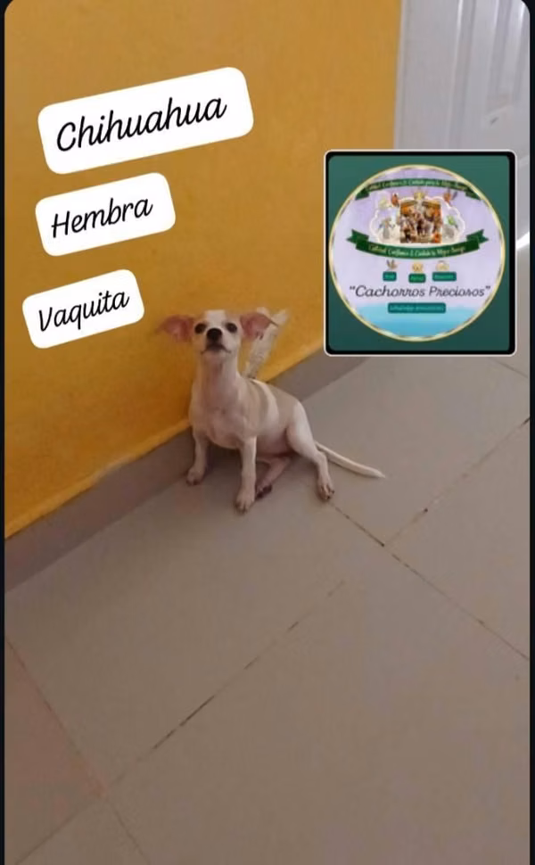 Chihuahua #2