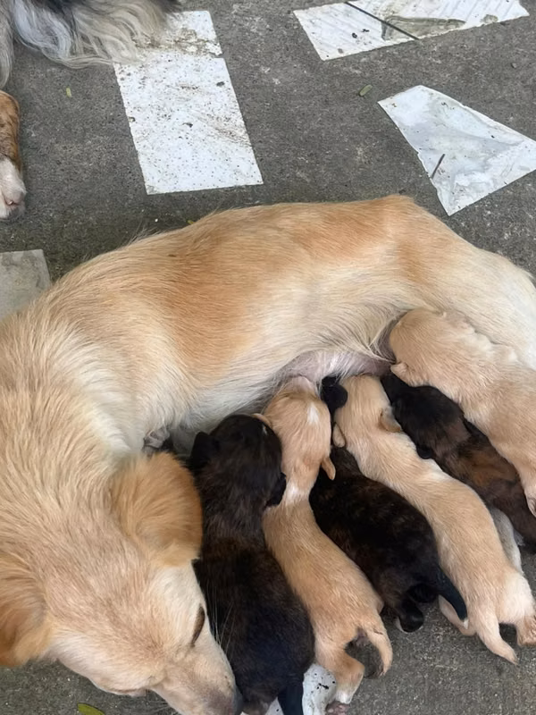 Chihuahuas Mariposas - Perros Disponibles