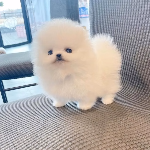 Cachorros Pomerania