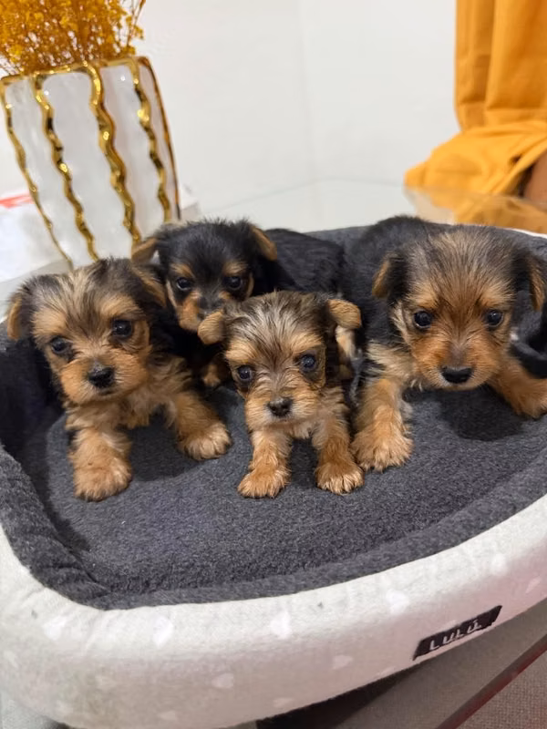 Yorkshire terrier