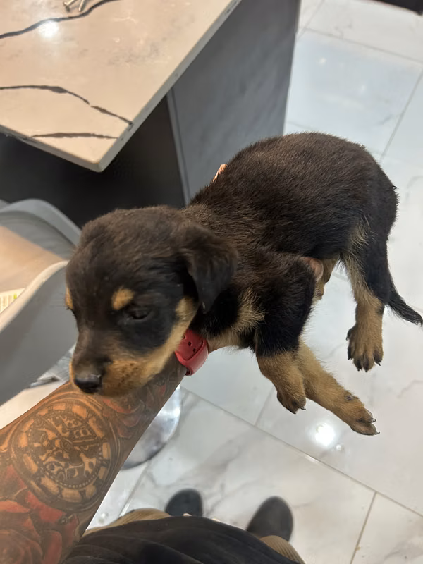 Cachorros Rottweiler 100%