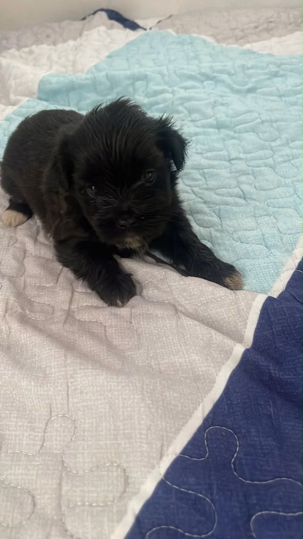 Shih Tzu