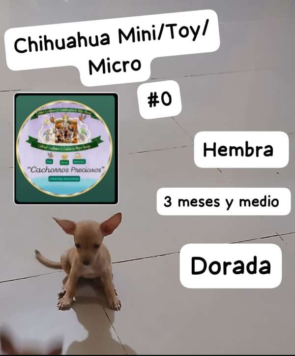 Chihuahua Mini # 0