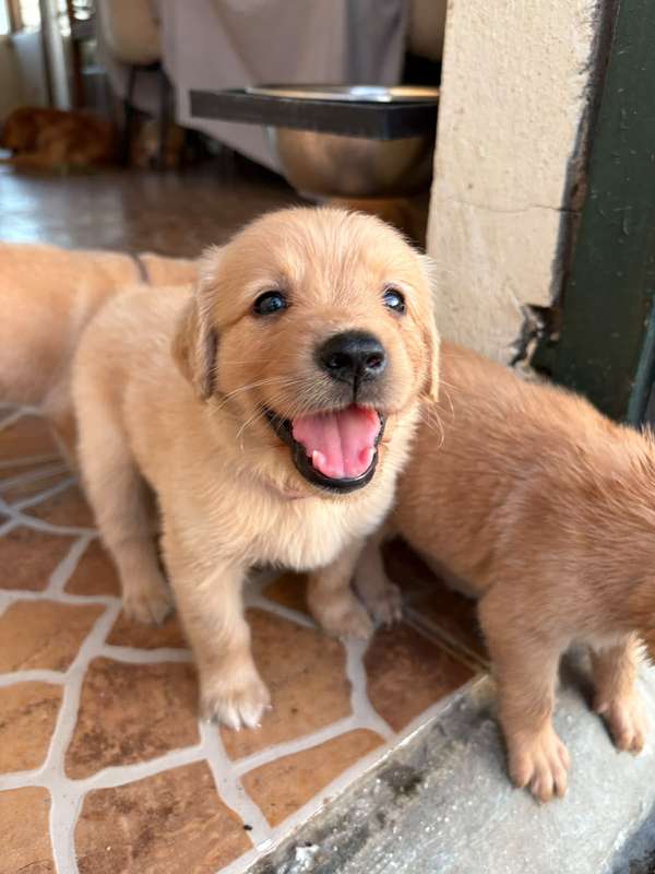 Golden Retriver 