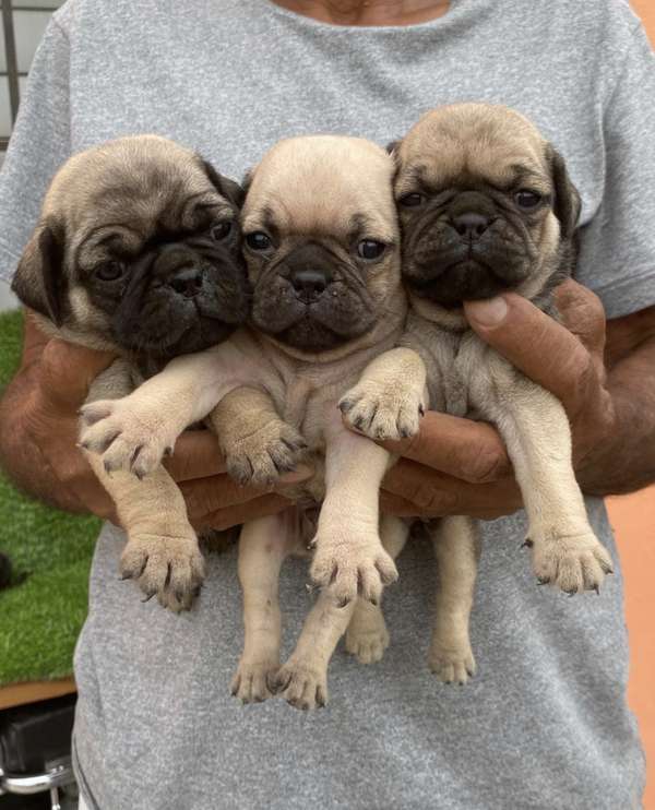 PUG Both Sexos