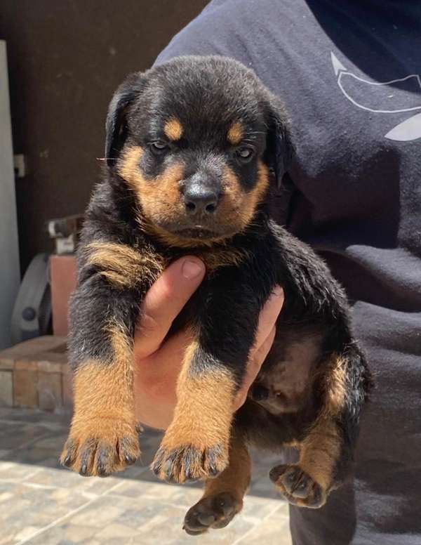 Rottweiler Both Sexos