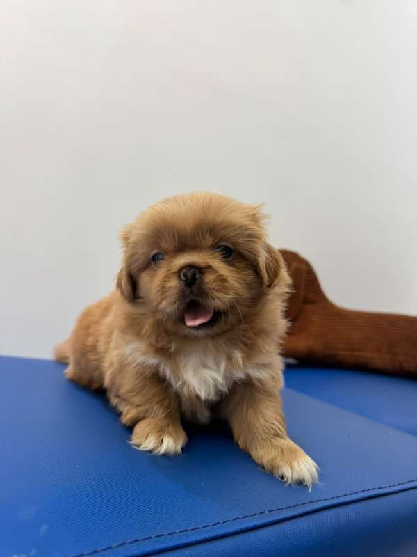 Pekines Both Sexos