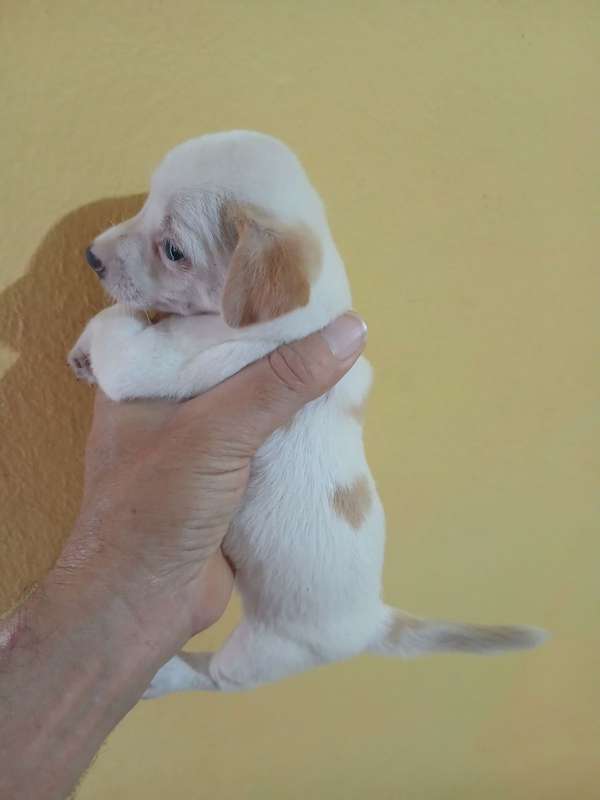 Jack Russell Terrier Mini