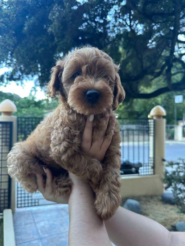 Goldendodle Toy Macho