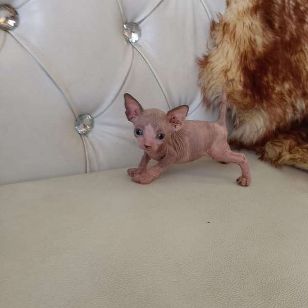 Gata Sphinx Both Sexos