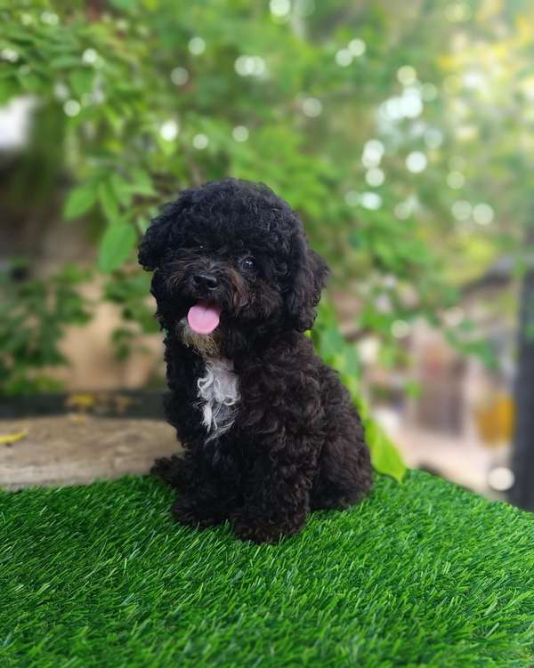 Poodle Toy Black Both Sexos