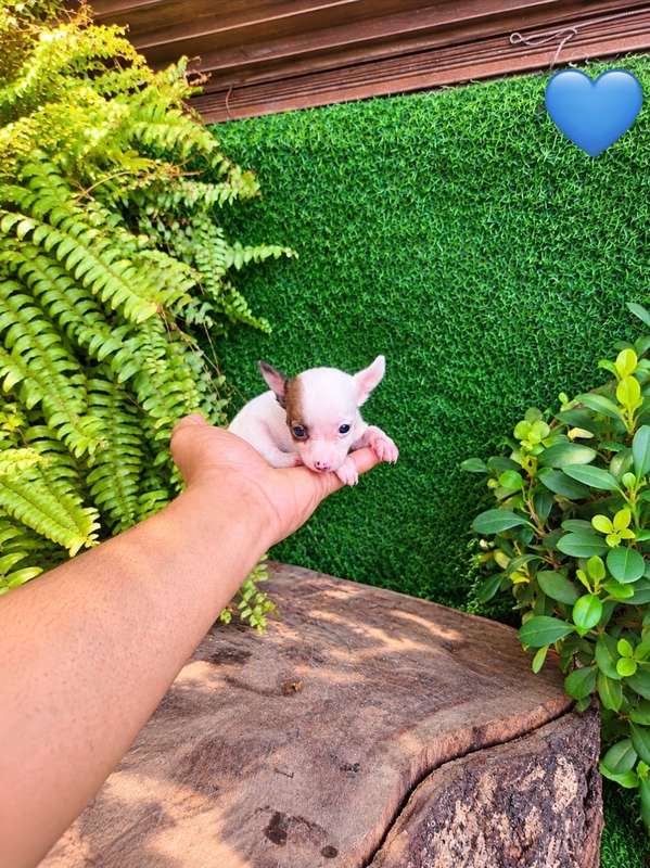 Chihuahua Both Sexos