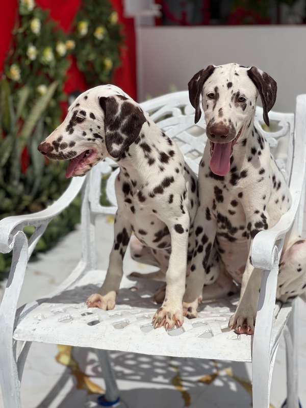 Dalmata Female