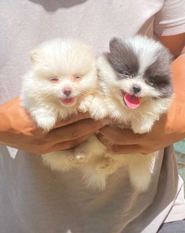 Pomerania Both Sexos