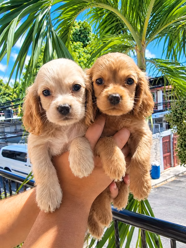 Cooker Spaniel Bien Hermosos  