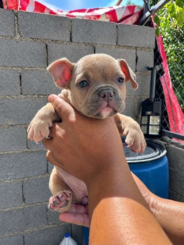 American Bully Ambos Sexos 
