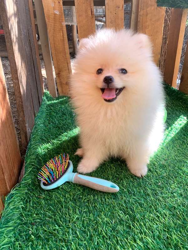 Pomerania Calidad Cara de Oso Macho 