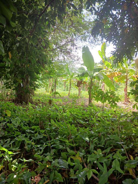 Terreno en Venta Carretera la Cuaba