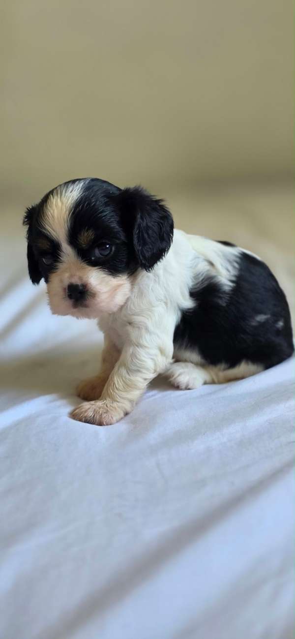 King Cavalier Machos 