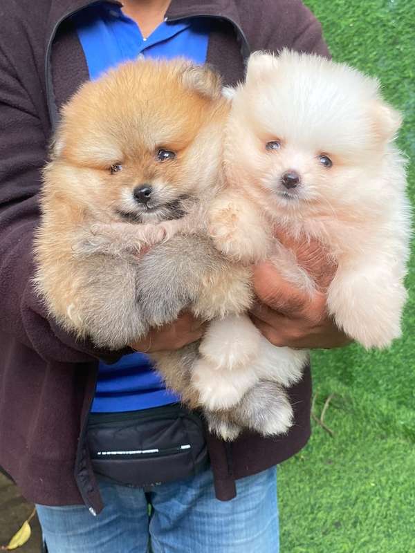 Pomerania Calidad Cara de Oso Ambos Sexos 